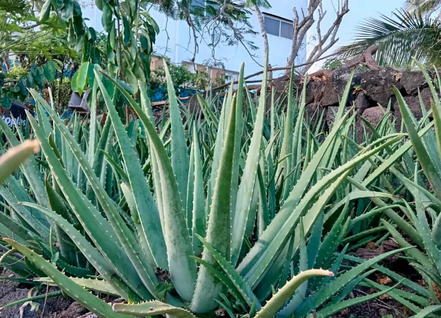 Πανσιόν Isla Azul Ξενοδοχείο Puerto Ayora